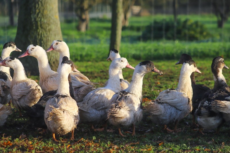 Canards en parc